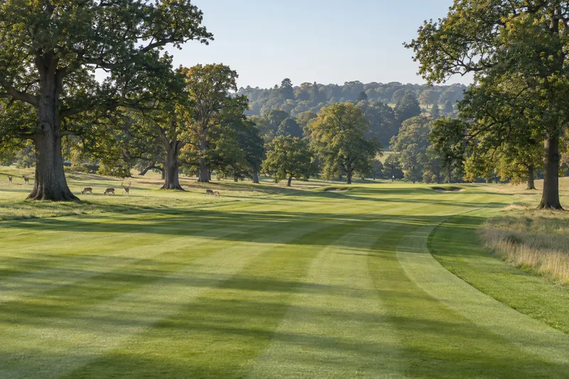 The twelfth fairway running away through the old deer park, broad oaks on either side and a small herd of fallow deer grazing beneath them
